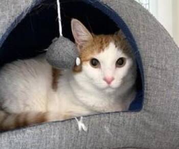 Rescue Domestic Short Hair Cats for Adoption in Fernandina Beach, Florida - LADY | PetCurious