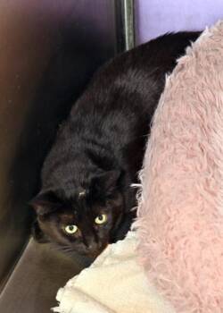 Dustin -  Domestic Short Hair Cat for Adoption in Baton Rouge, Louisiana - Dustin | PetCurious