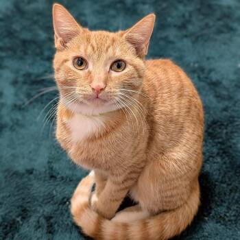 Tabby Cats Available for Adoption - Buttercup | PetCurious