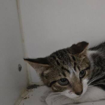 Sincere -  Domestic Short Hair Cat for Adoption in Dearborn, Michigan - Sincere | PetCurious