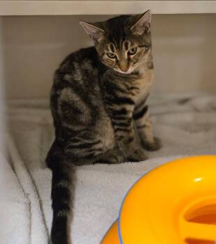 Pulquita -  Tabby Cat for Adoption in New Rochelle, New York - Pulquita | PetCurious