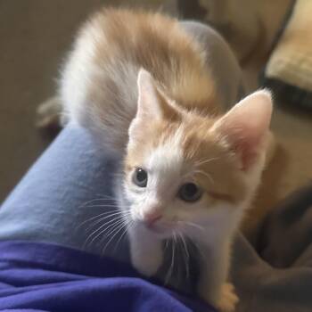 Swiss -  Domestic Short Hair Cat for Adoption in Columbia, Missouri - Swiss | PetCurious