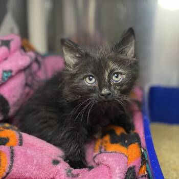 Rescue Domestic Short Hair Cats for Adoption in Palm Springs, California - Lupe | PetCurious