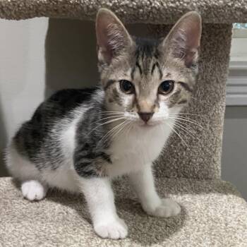 Sheba -  Domestic Short Hair Cat for Adoption in La Grange, Kentucky - Sheba | PetCurious