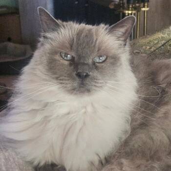Ragdoll Cats Available for Adoption - Mia | PetCurious