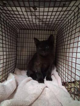CHEWIE -  Domestic Short Hair Cat for Adoption in Jacksonville, Florida - CHEWIE | PetCurious