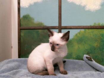 Siamese and Domestic Short Hair Cats Available for Adoption in Houston, Texas - CYPRESS | PetCurious