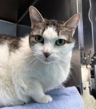 Tate -  Domestic Short Hair Cat for Adoption - Tate | PetCurious