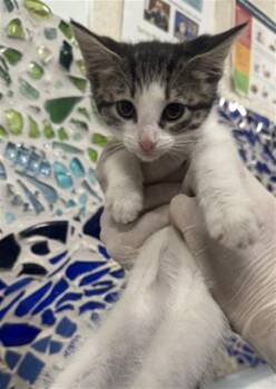 Domestic Short Hair Cats Available for Adoption in Pensacola, Florida - TRINITY | PetCurious