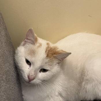 Domestic Short Hair Cats Available for Adoption in Burlington, Ontario - Champagne | PetCurious