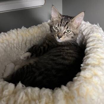 Toast -  Domestic Medium Hair Cat for Adoption in Renton, Washington - Toast | PetCurious