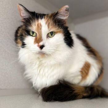 Domestic Short Hair Cats Available for Adoption in Aurora, Colorado - LAYLA | PetCurious