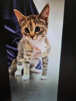 Mailey -  Domestic Short Hair Cat for Adoption in Athens, Tennessee - Mailey | PetCurious