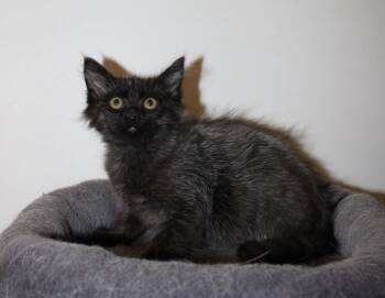 Chihiro -  Domestic Medium Hair Cat for Adoption in San Diego, California - Chihiro | PetCurious