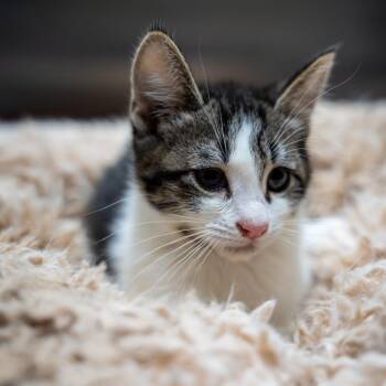 Buttermilk -  Domestic Short Hair Cat Available for Adoption in Gainesville, Georgia - Buttermilk | PetCurious