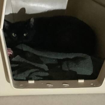 Priscilla -  Domestic Short Hair Cat for Adoption in Redwood City, California - Priscilla | PetCurious