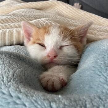 Domestic Short Hair Cats Available for Adoption in Houston, Texas - Zuko | PetCurious