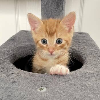 Forger -  Domestic Short Hair Cat for Adoption in Los Angeles, California - Forger | PetCurious