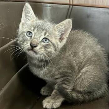 Velcro -  Domestic Medium Hair Cat for Adoption in West Palm Beach, Florida - Velcro | PetCurious