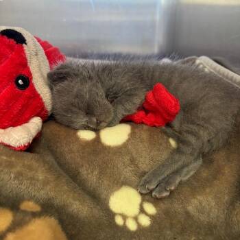 Thistle -  Domestic Short Hair Cat for Adoption in Kanab, Utah - Thistle | PetCurious