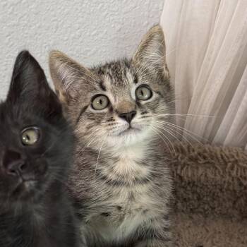 Luke -  Domestic Short Hair Cat for Adoption in Port Richey, Florida - Luke | PetCurious