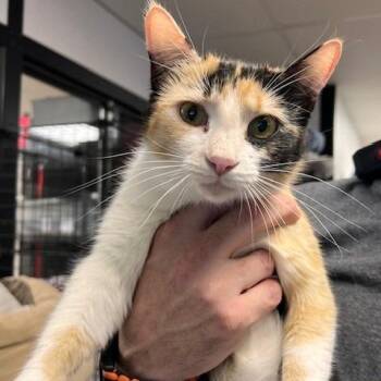 Domestic Short Hair Cats Available for Adoption in Memphis, Tennessee - HEIDI-30425 | PetCurious