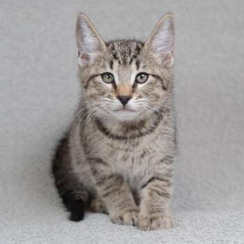 Beethoven (Red) -  Domestic Short Hair Cat for Adoption in Sunnyvale, California - Beethoven (Red) | PetCurious