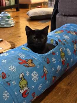 Domestic Short Hair Cats Available for Adoption - Penne | PetCurious