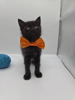 Domestic Short Hair and Bombay Cats Available for Adoption in Magnolia Springs, Alabama - Astro | PetCurious