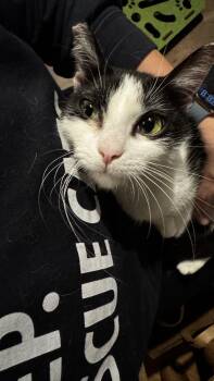 Domestic Short Hair Cats Available for Adoption - Skye | PetCurious