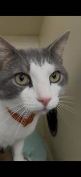 Domestic Short Hair Cats Available for Adoption - Smoky  | PetCurious