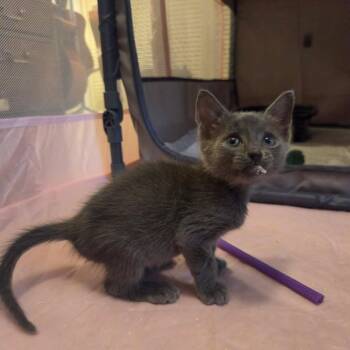 Noodle -  Domestic Short Hair Cat for Adoption in San Antonio, Texas - Noodle | PetCurious