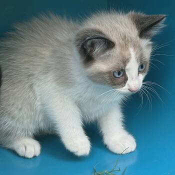 Cera -  Domestic Medium Hair Cat for Adoption in Wadena, Minnesota - Cera | PetCurious