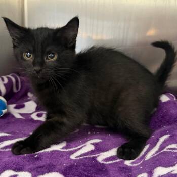 Moe -  Domestic Medium Hair Cat for Adoption in Belleville, Illinois - Moe | PetCurious