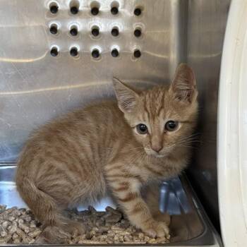 UNKNOWN -  Domestic Short Hair Cat for Adoption in Rancho Cucamonga, California - UNKNOWN | PetCurious