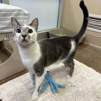 Cowrie -  Domestic Short Hair Cat for Adoption in Walnut Creek, California - Cowrie | PetCurious