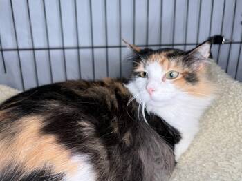 Domestic Long Hair Cats Available for Adoption - Roslyn | PetCurious