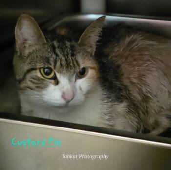 Rescue Domestic Short Hair Cats for Adoption in Cambridge, Maryland - Custard Pie | PetCurious