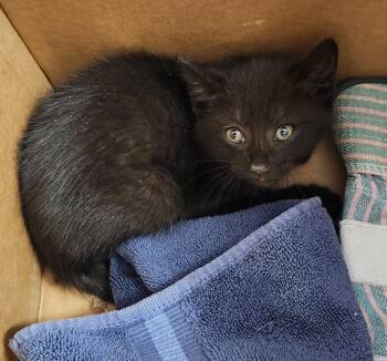 Domestic Short Hair Cats Available for Adoption in Athens, Alabama - BOLT | PetCurious