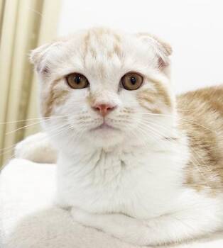 Scottish Fold Cats Available for Adoption in Bedford Hills, New York - Craig Is A Such A Cutie Cuddle Bug!  RARE BABY Fold!  EMERGENCY  | PetCurious