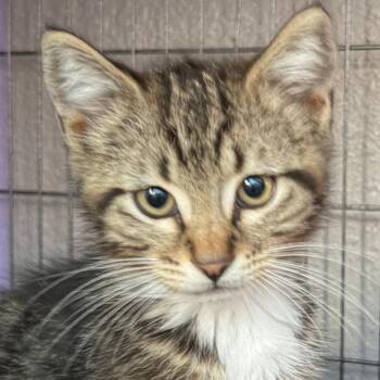 Teddy -  Domestic Short Hair Cat for Adoption in Pleasanton, California - Teddy | PetCurious