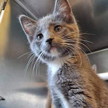 Domestic Short Hair Cats Available for Adoption in Rock Falls, Illinois - Briar | PetCurious