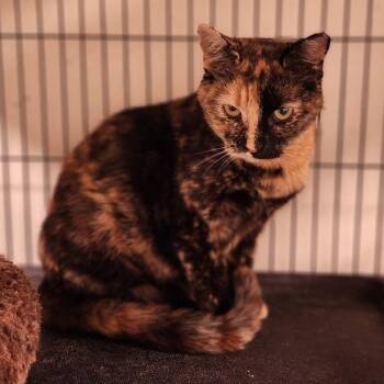 Chatty -  Domestic Short Hair Cat for Adoption in Toms Brook, Virginia - Chatty | PetCurious