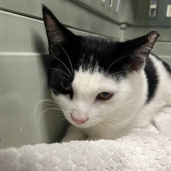 Rightie -  Domestic Short Hair Cat for Adoption in Mt. Juliet, Tennessee - Rightie | PetCurious