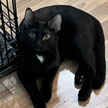 VIKRAM AND THE CASE OF THE SUPERHERO SIDEKICK -  Domestic Short Hair Cat for Adoption in Plano, Texas - VIKRAM AND THE CASE OF THE SUPERHERO SIDEKICK | PetCurious
