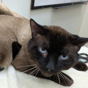 Mickey Mouser - handsome lap cat -  Siamese Cat for Adoption in Oshkosh, Wisconsin - Mickey Mouser - Handsome Lap Cat | PetCurious