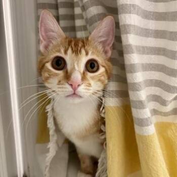 Domestic Short Hair Cats Available for Adoption in Liverpool, Texas - Tetley | PetCurious