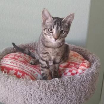 Camden -  Domestic Short Hair Cat for Adoption in Las Vegas, Nevada - Camden | PetCurious