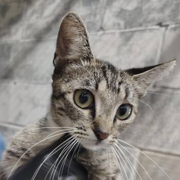 Bonnie -  Domestic Short Hair Cat for Adoption in Springtown, Texas - Bonnie | PetCurious