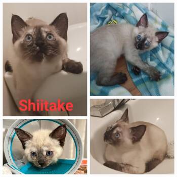 Shiitake -  Domestic Short Hair Cat for Adoption in Newberg, Oregon - Shiitake | PetCurious
